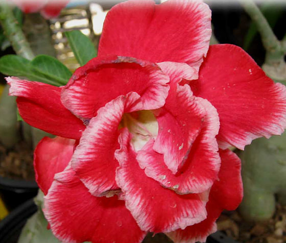 (image for) Adenium Obesum 'Double Santa Clause' x 5 Seeds - Click Image to Close